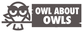 Owl About Owls